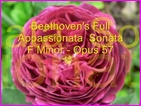 Click to view Miss Denise Hewitt - Classical Flower music video -- Appassionata Sonata by Beethoven - Complete