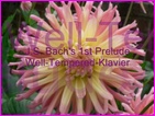 Click to view Miss Denise Hewitt - Classical Flower music video - Bach 1st Prelude from the Well Tempered Klavier set of 48 Prelude and Fugues