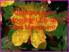 Click to view Miss Denise Hewitt - Classical Flower music video - Moonlight Sonata by Beethoven - 3rd Movement