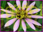 Click to view Miss Denise Hewitt - Classic Flower Music Video - Solfeggietto by Carl Philipp Emanuel Bach