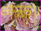 Click to view Miss Denise Hewitt - Classic Flower Music Video - Beethoven Waldstein Sonata - 2nd and 3rd Movements